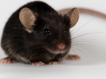 Como prevenir o avanço de ratos e baratas em sua casa: dicas para acabar com o problema